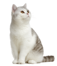 英短猫高清PNG素材