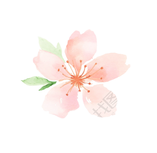 水彩桃花插画