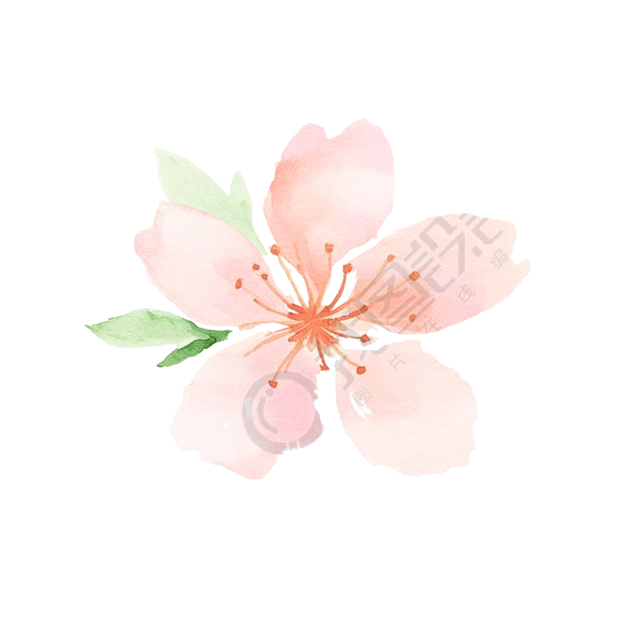水彩桃花插画