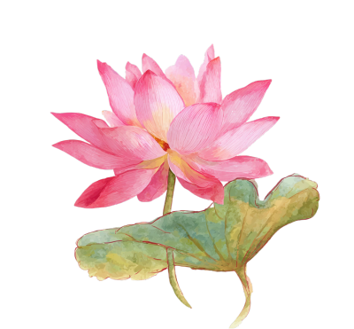 粉色荷花水彩插图