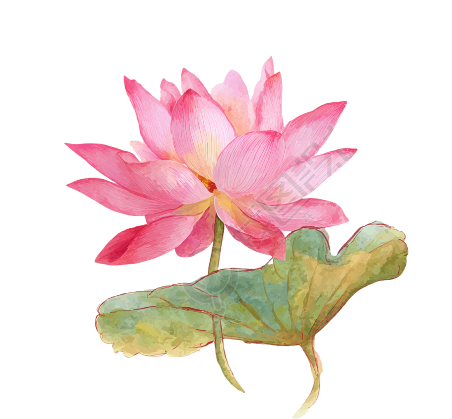 粉色荷花水彩插图