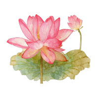 粉色荷花水仙图形素材