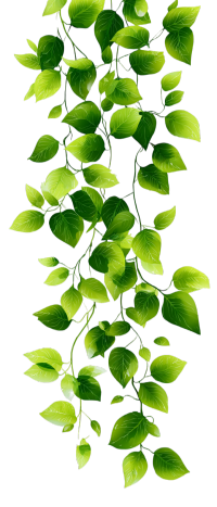 绿色植物藤蔓素材