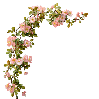 花藤可商用插画