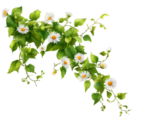 花藤小清新素材
