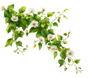 花藤小清新素材
