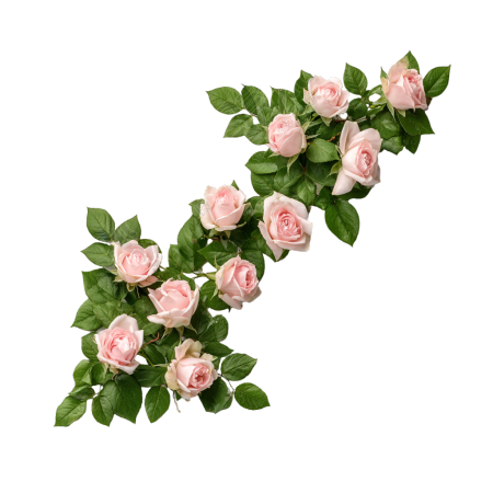 玫瑰花藤可商用素材