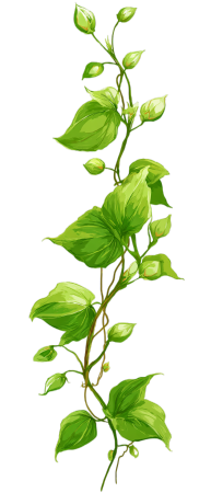 花藤小清新插图