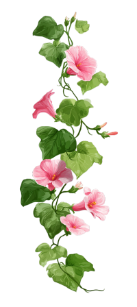 绿色藤蔓粉色花朵PNG