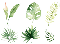 水彩叶子热带叶片插图
