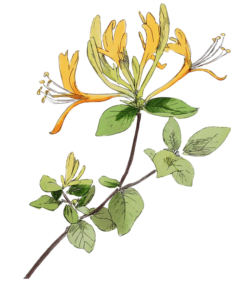 水彩忍冬插画设计元素