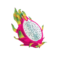 火龙果插画设计