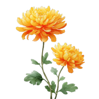 菊花，橙色菊花