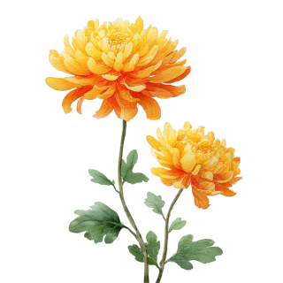 秋菊水彩风插图