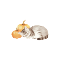 可爱猫咪睡觉透明背景插图