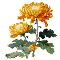 日式黄橙色菊花