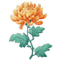 菊花插图白底水彩草稿