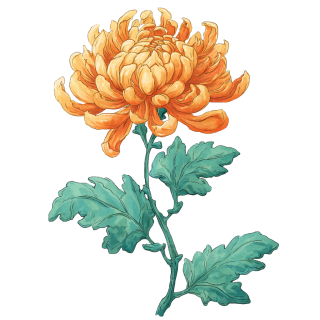 秋菊水彩风插画