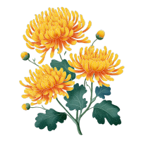 黄橙色插画菊花叶子透明背景图形素材