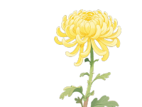 简约风格菊花插画