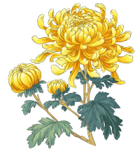 黄色菊花矢量图
