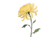日式黄色菊花插画