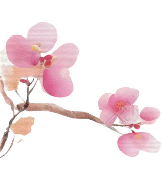 粉色花朵水彩插画
