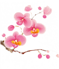 兰花上的爱鸟