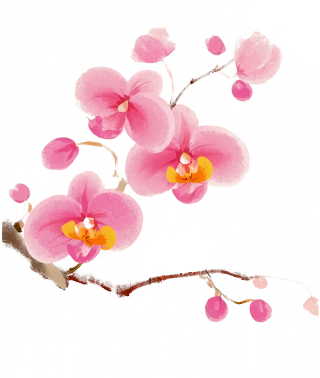 兰花上的爱鸟