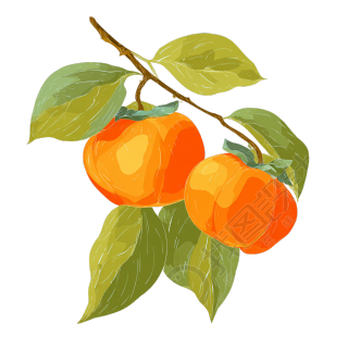 两个带叶柿子插图