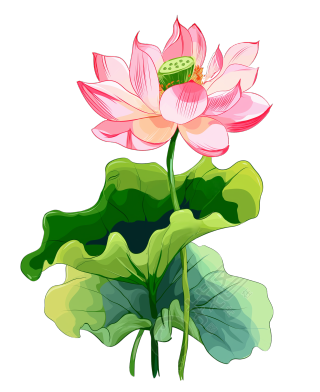 荷花