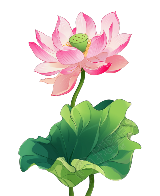 荷花
