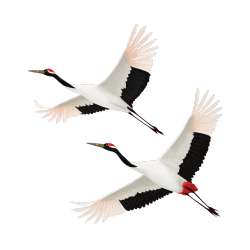 白露仙鹤飞翔插画