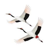 白露仙鹤飞翔插画