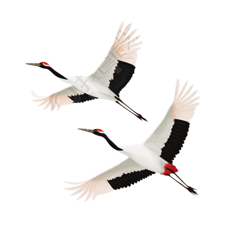 白露仙鹤飞翔插画