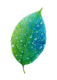 白露时节绿叶上的露水元素