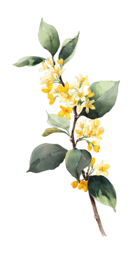 黄色桂花PNG元素