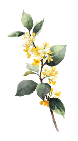 黄色桂花PNG元素