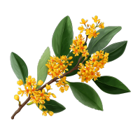 黄色桂花PNG插画