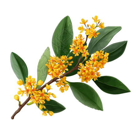 黄色桂花PNG插画