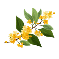 桂花可商用素材