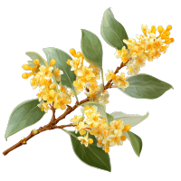 桂花透明背景插图