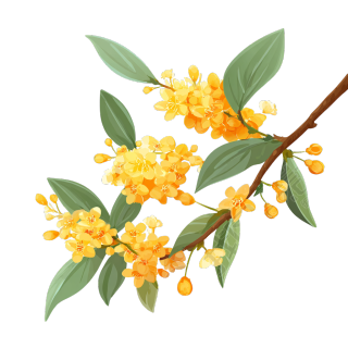 桂花可商用插画