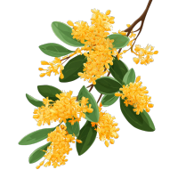 桂花透明背景插画