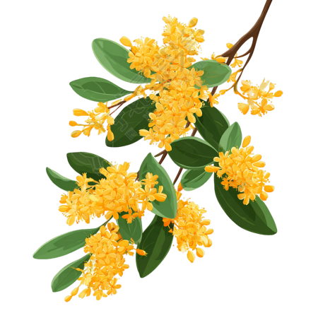 桂花透明背景插画