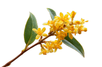 黄色桂花PNG素材