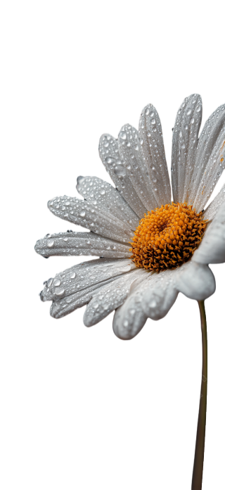 清新雏菊露水插画