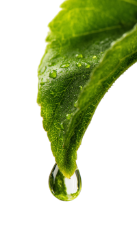 绿叶露水可商用素材