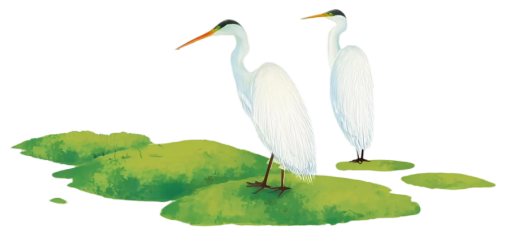 湖面上的白鹭插图