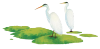 湖面上的白鹭插图